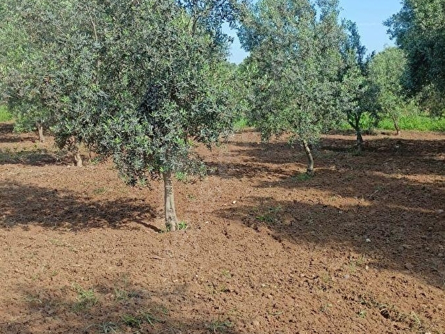 DERBENT MAH YATIRIMLIK ZEYTİNLİK TARLASI - Görsel 6