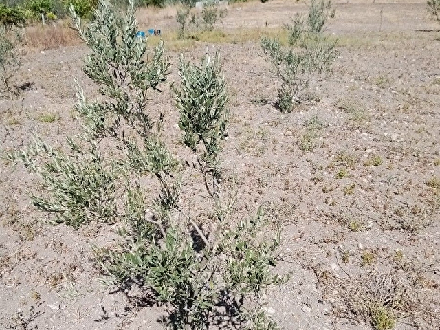 Sahibinden satılık Zeytin bahçesi - Görsel 9