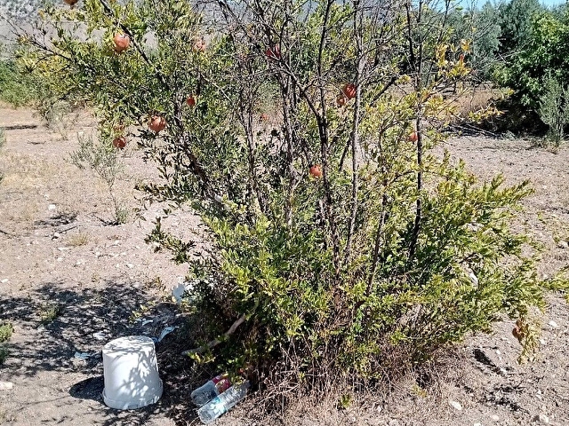 Sahibinden satılık Zeytin bahçesi - Görsel 10