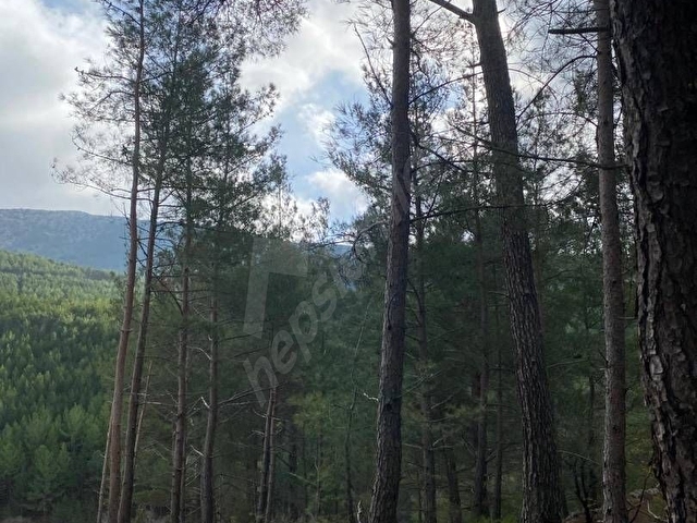 muğla ili yatagan ilçesi deştin mahallesindeki 1496 m2 tarlam aylık 17000 liraya kiralıktır. - Görsel 4