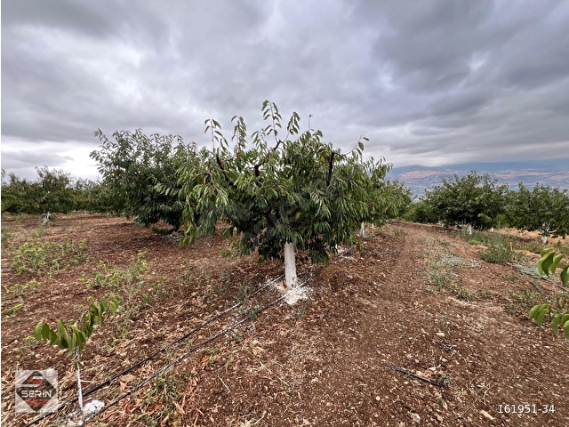 SERİN EMLAKTAN AKYAMAÇ KÖYÜNDE SATILIK TEK TAPU ELEKTİRİK+YOL+SU - Görsel 5