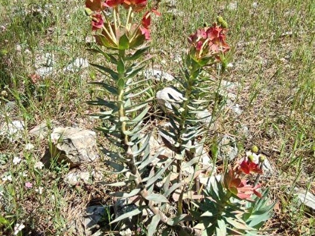 MUĞLA DENİZOVA SATILIK 4178m2 YOL KENARI TARLA