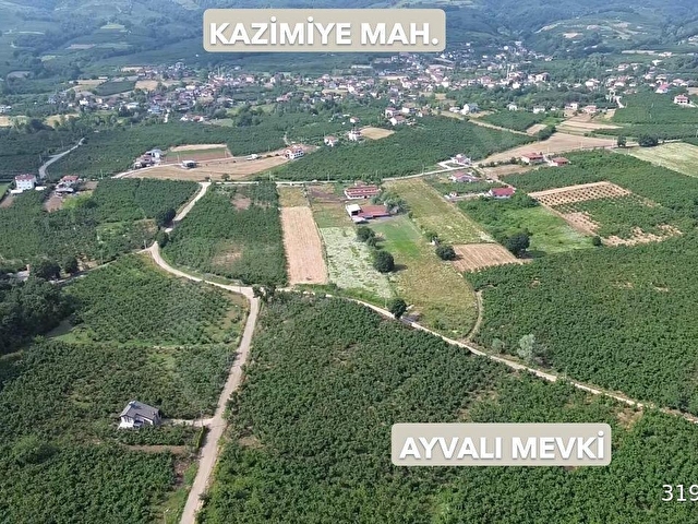 Kazımiye Ayvalı Mevkiinde Yatırıma Uygun, 4.937 m² Fındık Bahçesi - Görsel 4