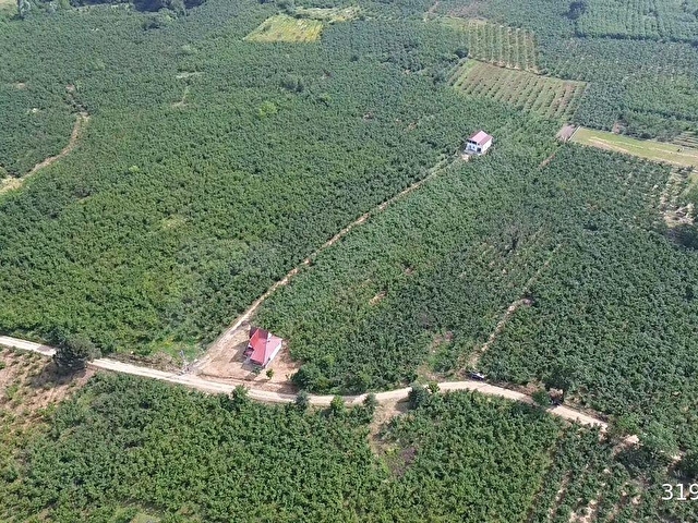Kazımiye Ayvalı Mevkiinde Yatırıma Uygun, 4.937 m² Fındık Bahçesi - Görsel 10