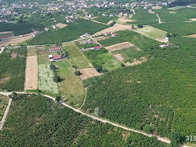 Kazımiye Ayvalı Mevkiinde Yatırıma Uygun, 4.937 m² Fındık Bahçesi - Görsel 16