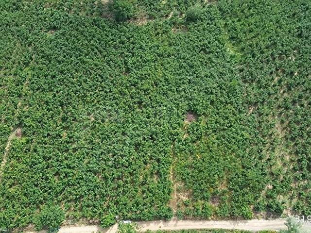 Kazımiye Ayvalı Mevkiinde Yatırıma Uygun, 4.937 m² Fındık Bahçesi - Görsel 19