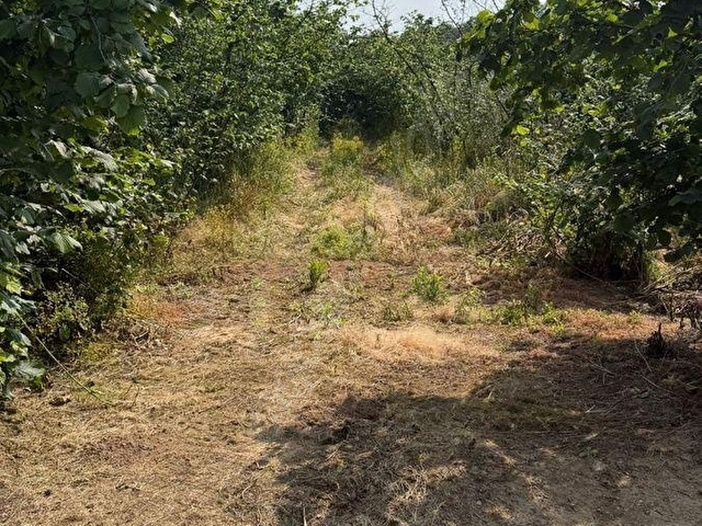 Kazımiye Ayvalı Mevkiinde Yatırıma Uygun, 4.937 m² Fındık Bahçesi - Görsel 17