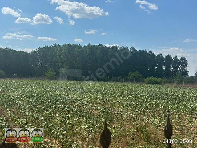 EDİRNE MERKEZ BOSNAKÖYDE 3362 M2 SATILIK TARLA - Görsel 3