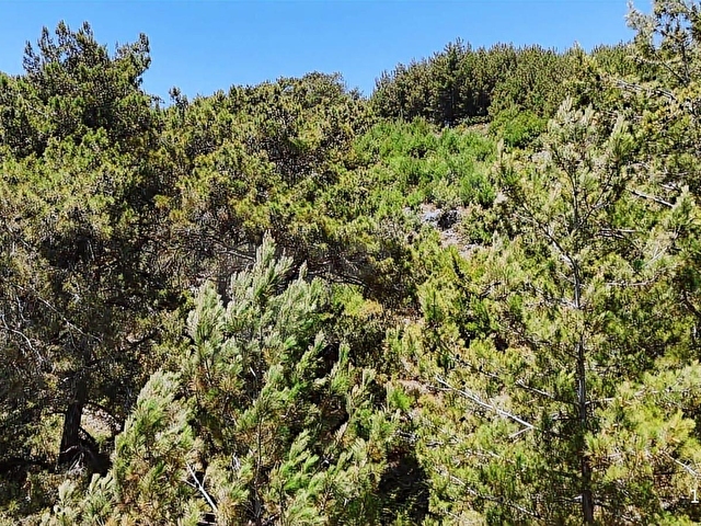 ALANYA KAYABAŞI MASRAFSIZ YOLA SIFIR 457m2 TARLA - Görsel 6