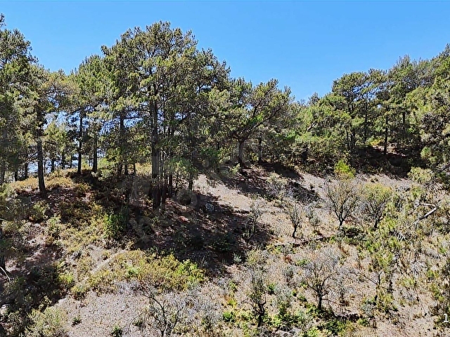 ALANYA KAYABAŞI MASRAFSIZ YOLA SIFIR 457m2 TARLA - Görsel 7