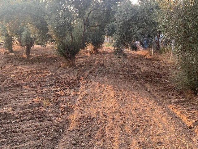NOKTADAN DİRMİLDE SATILIK ZEYTİNLİK - Görsel 7