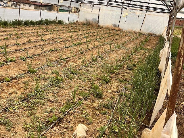 Banaz Hatipler köyünde 5800m2 Müstakil 2 adet Ev ve Tarla - Görsel 27