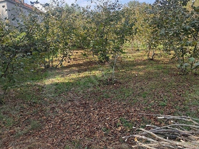 BARTIN MERKEZE BAĞLI HATİPLER KÖYÜ HASAN ÇAVUŞ MAHALLESİİNDE SATILIK             FINDIK BAHÇESİ - Görsel 8