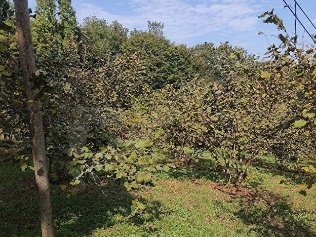 BARTIN MERKEZE BAĞLI HATİPLER KÖYÜ HASAN ÇAVUŞ MAHALLESİİNDE SATILIK             FINDIK BAHÇESİ - Görsel 9