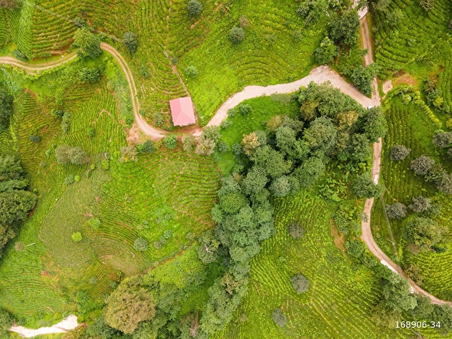 Rize, Salahra, Üzümlü de SATILIK ÇAY BAHÇESİ - Görsel 4