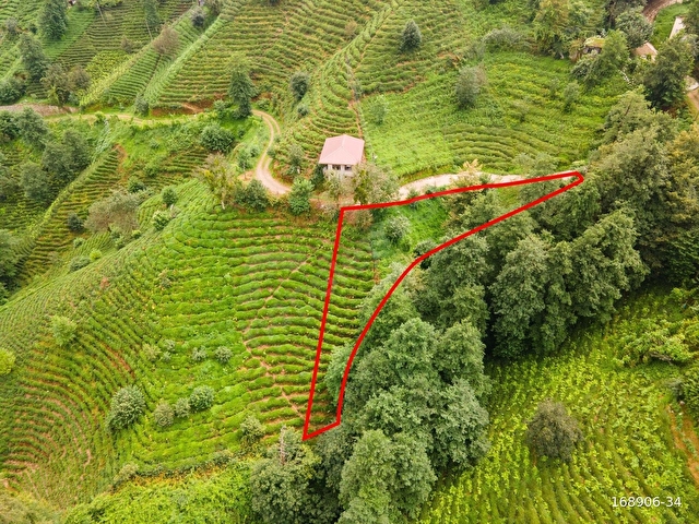 Rize, Salahra, Üzümlü de SATILIK ÇAY BAHÇESİ