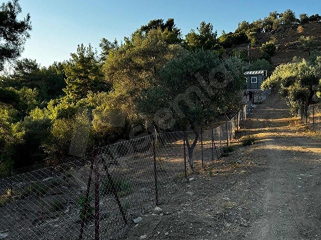 Seferihisar Beyler Köyün de Müstakil Tapulu Zeytinlik - Görsel 3