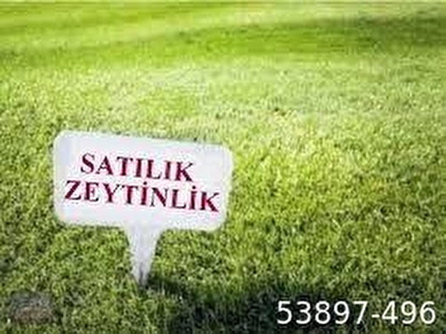BANDIRMA ŞAMPİYON EMLAKTAN GÖMEÇ TE SATILIK ZEYTİNLİK