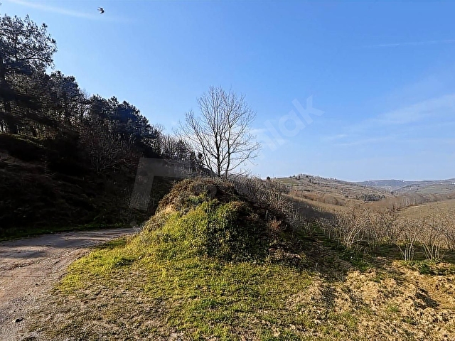 ŞİLE GEREDELİDE 2500m2 YOLA CEPHE MANZARALI FINDIK BAHÇESİ - Görsel 3