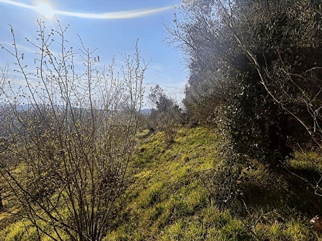 ŞİLE GEREDELİDE 2500m2 YOLA CEPHE MANZARALI FINDIK BAHÇESİ - Görsel 17