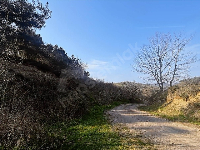 ŞİLE GEREDELİDE 2500m2 YOLA CEPHE MANZARALI FINDIK BAHÇESİ - Görsel 5