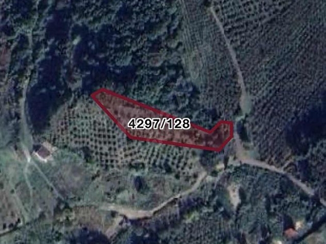 ŞİLE GEREDELİDE 2500m2 YOLA CEPHE MANZARALI FINDIK BAHÇESİ - Görsel 4