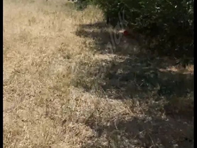 İhtiyaçtan dolayı satılık dönüm fiyatı dır - Görsel 3