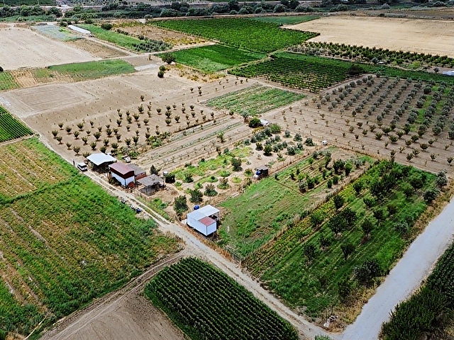 MENEMEN DOĞAKÖYDE SATILIK 1773 M2 TEK TAPU KAYISI BAHÇESİ - Görsel 7