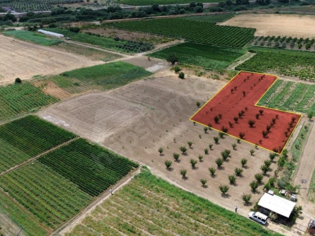 MENEMEN DOĞAKÖYDE SATILIK 1773 M2 TEK TAPU KAYISI BAHÇESİ - Görsel 6