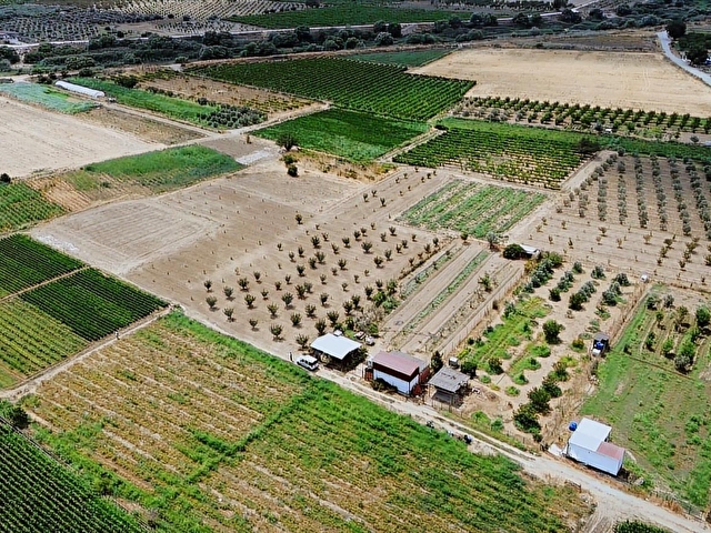 MENEMEN DOĞAKÖYDE SATILIK 1773 M2 TEK TAPU KAYISI BAHÇESİ - Görsel 16