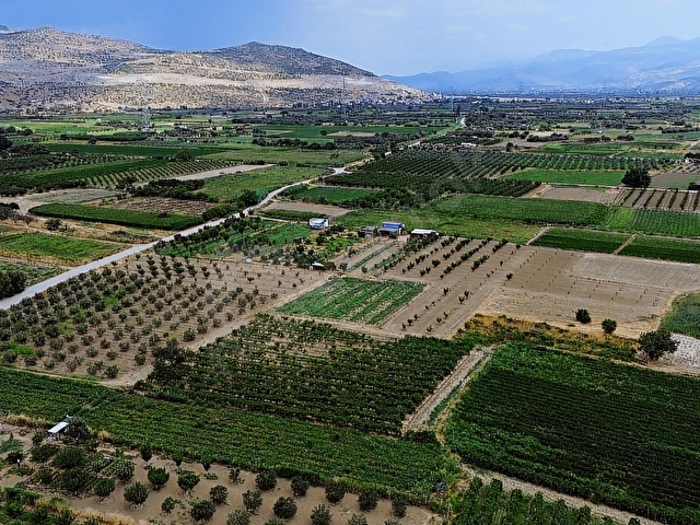MENEMEN DOĞAKÖYDE SATILIK 1773 M2 TEK TAPU KAYISI BAHÇESİ - Görsel 12