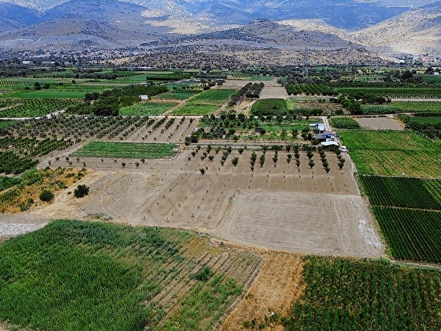 MENEMEN DOĞAKÖYDE SATILIK 1773 M2 TEK TAPU KAYISI BAHÇESİ - Görsel 15
