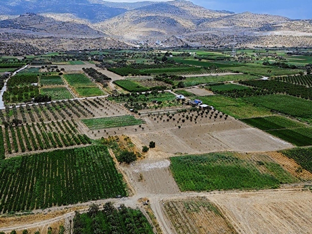 MENEMEN DOĞAKÖYDE SATILIK 1773 M2 TEK TAPU KAYISI BAHÇESİ - Görsel 14