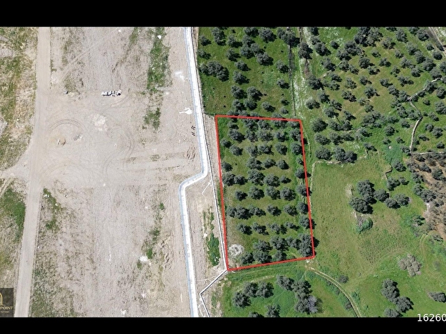 BAYINDIR OSB CEPHELİ 3.700m² ZEYTİNLİK - Görsel 3