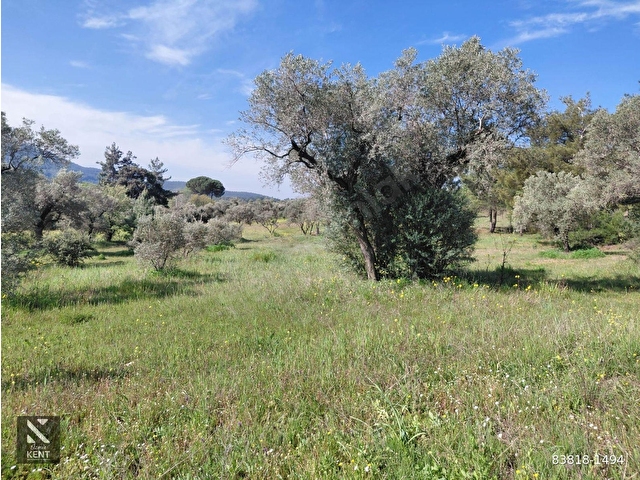 Kemalpaşa Dereköyde Satılık 4850 m2 Bahçe - Görsel 15