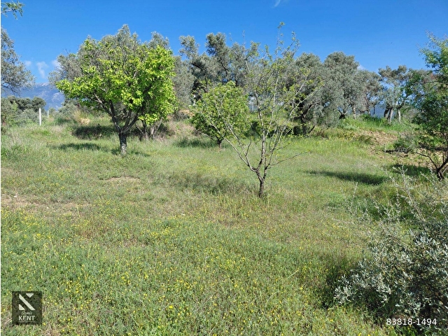 Kemalpaşa Dereköyde Satılık 4850 m2 Bahçe