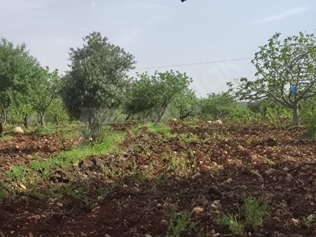 SATLIK ARAZİ KUZEYŞEHİR DÜNDARLI  DA BAĞ EVLİK YATIRIMLIK ARAZİ 2.500.00 - Görsel 3