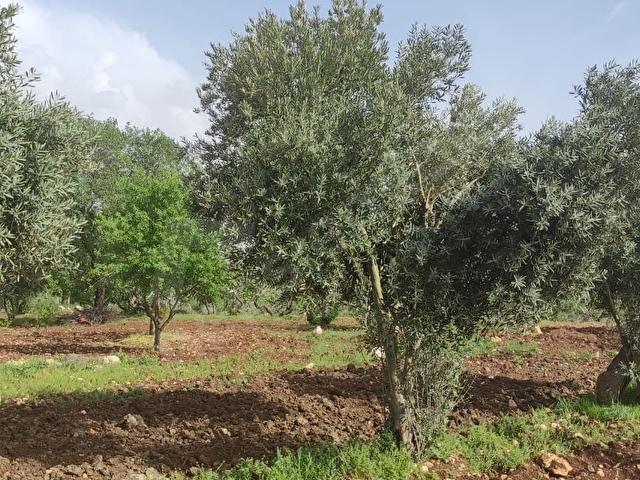 SATLIK ARAZİ KUZEYŞEHİR DÜNDARLI  DA BAĞ EVLİK YATIRIMLIK ARAZİ 2.500.00 - Görsel 21