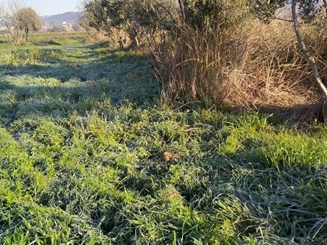 GERMENCİK YERLEŞİM YERİNE YAKIN SATILIK HAYVAN ÇİFTLİĞİ VE BAHÇE - Görsel 7