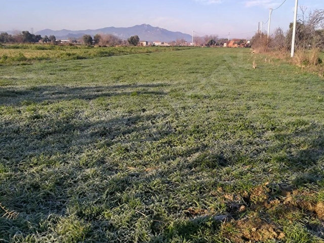 GERMENCİK YERLEŞİM YERİNE YAKIN SATILIK HAYVAN ÇİFTLİĞİ VE BAHÇE - Görsel 14