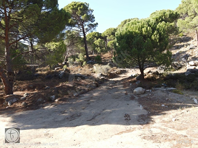 Burhaniye Hacıbozlar Köyü 8466 m² Fıstık Çamlığı Satılık Çamlık - Görsel 2