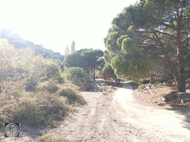 Burhaniye Hacıbozlar Köyü 8466 m² Fıstık Çamlığı Satılık Çamlık - Görsel 7