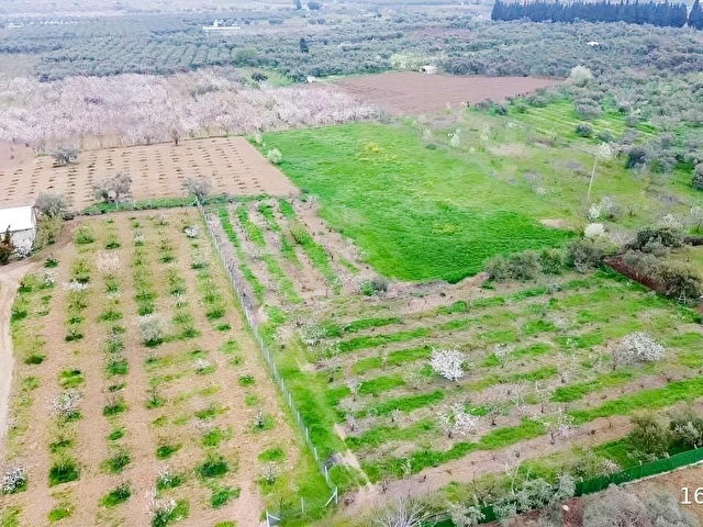 İmara Yakın Konumda 6 Dönüm Müstakil Tapulu Bağ Kaçmaz Fırsat
