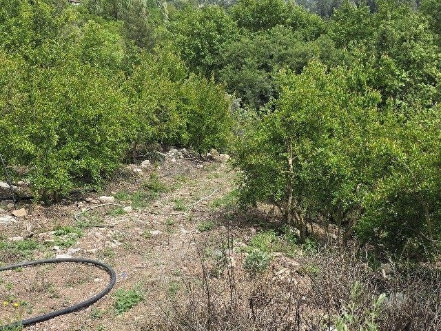 SATILIK NAR BAHÇESİ