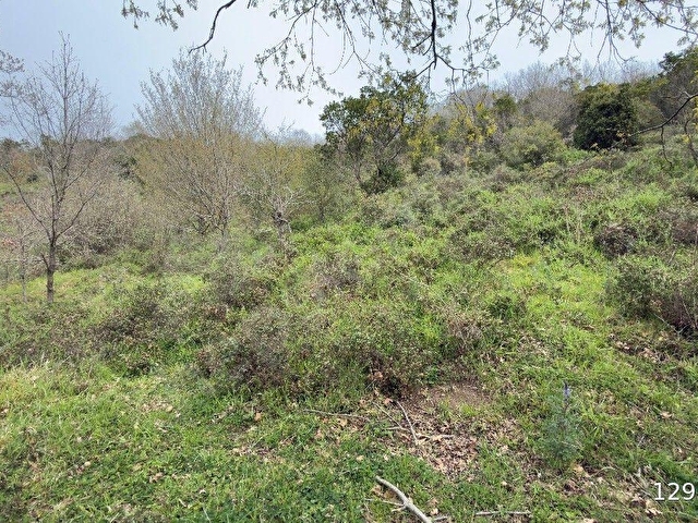 satılık şile bozgacada turizim imarlı 658 M2 arsa - Görsel 5