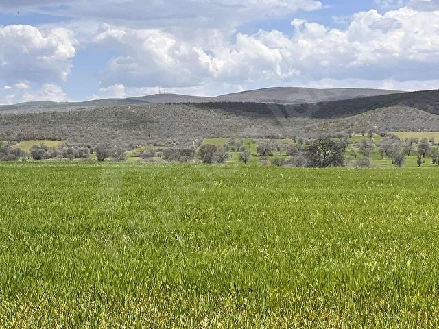 Banaz Hocalar yolu 7800m2 Eletrik Suyu yolu Olan Tarla - Görsel 7