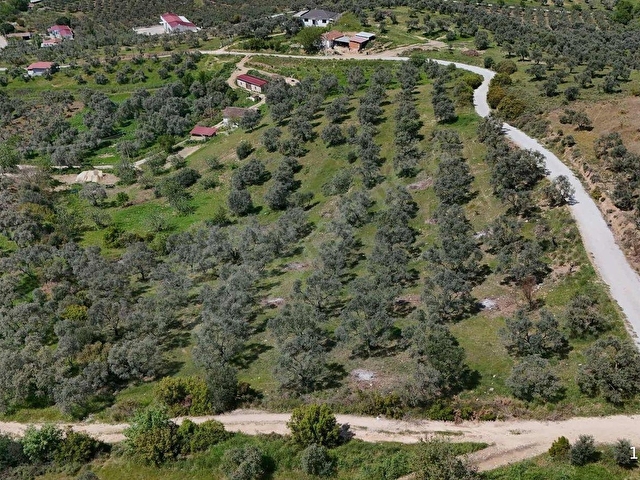 PEK EMLAKTAN ÇOK VERİMLİ ASFALT KENARI SATILIK 5018 m2 ZEYTİNLİK - Görsel 5