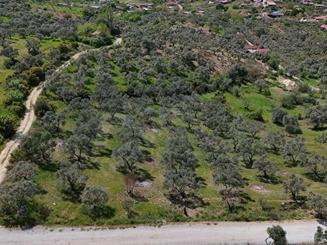 PEK EMLAKTAN ÇOK VERİMLİ ASFALT KENARI SATILIK 5018 m2 ZEYTİNLİK - Görsel 3