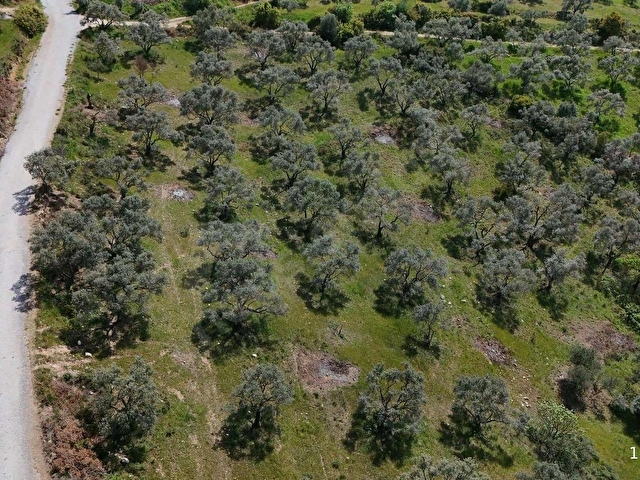 PEK EMLAKTAN ÇOK VERİMLİ ASFALT KENARI SATILIK 5018 m2 ZEYTİNLİK - Görsel 14