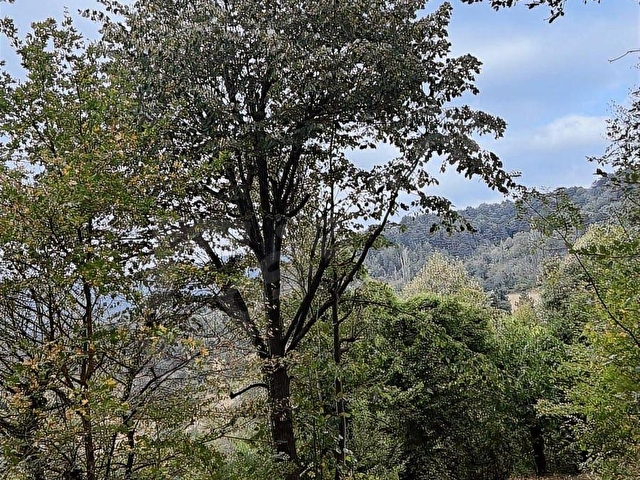 Acillll! Gökçeörende Satılık 4.335 m2 Tarla - Görsel 5